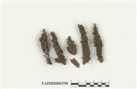 藏品(鞘刺網苔)的圖片